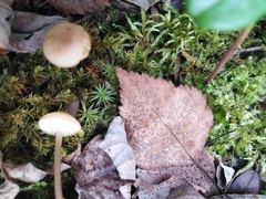Mycena filopes