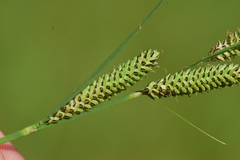 Carex kelloggii