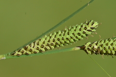 Carex kelloggii