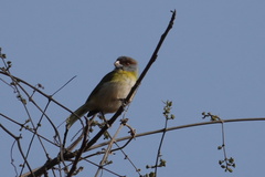 Cyclarhis gujanensis