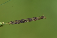 Carex kelloggii
