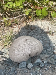 Calvatia craniiformis