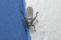 Pseudolynchia canariensis