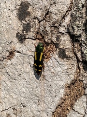 Buprestis rufipes