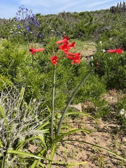 Phycella cyrtanthoides