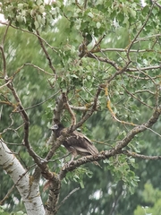 Neophron percnopterus