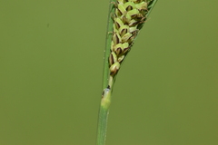 Carex kelloggii
