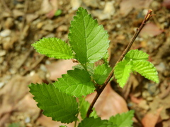 Ulmus minor