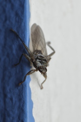 Pseudolynchia canariensis