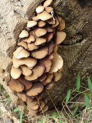 Crepidotus applanatus