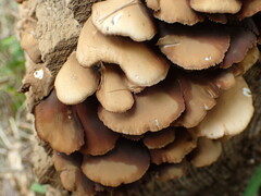 Crepidotus applanatus