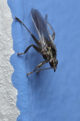 Pseudolynchia canariensis