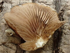 Crepidotus applanatus