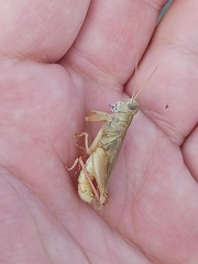 Melanoplus packardii