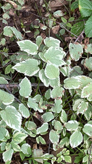 Aegopodium podagraria