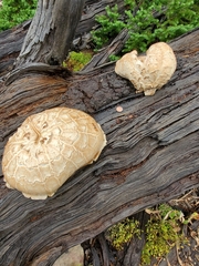 Neolentinus