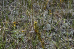 Toxicoscordion venenosum