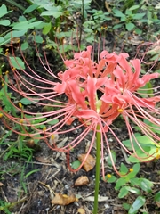 Lycoris