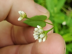 Persicaria sagittata