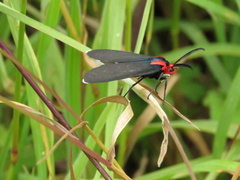 Ctenucha rubroscapus