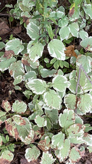 Aegopodium podagraria
