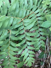 Osmunda spectabilis