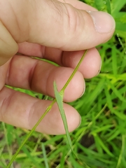 Persicaria sagittata