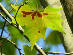 Platanus orientalis