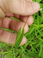 Persicaria sagittata