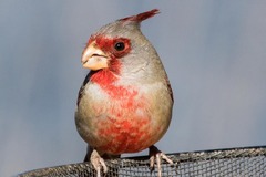 Cardinalis sinuatus