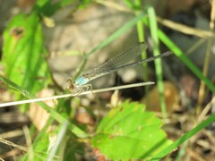 Argia apicalis