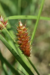 Carex vesicaria