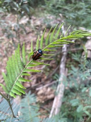 Astylus trifasciatus