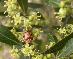 Harmonia quadripunctata
