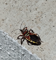 Apiomerus flaviventris