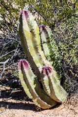 Lophocereus schottii