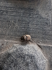 Onthophagus coenobita