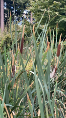 Typha latifolia