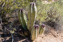 Lophocereus schottii