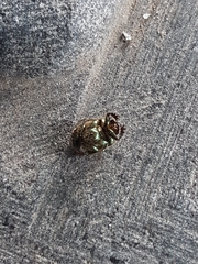 Onthophagus coenobita