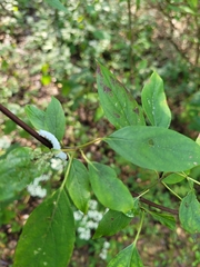 Macremphytus testaceus