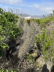 Trichocereus chiloensis