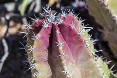 Lophocereus schottii