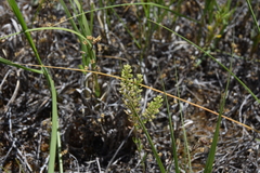 Lepidium densiflorum