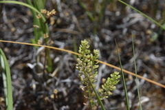 Lepidium densiflorum