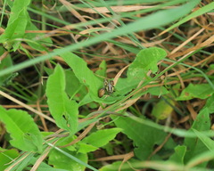Polymerus