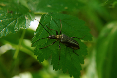 Stenocorus meridianus