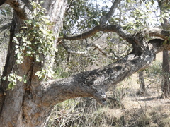 Philenoptera violacea
