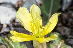 Oenothera primiveris