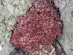 Podoscypha multizonata